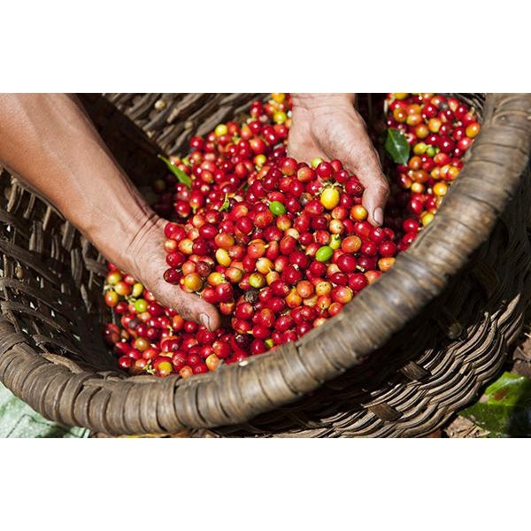 How Coffee is Grown and Harvested in Various Countries - Coffee Hit