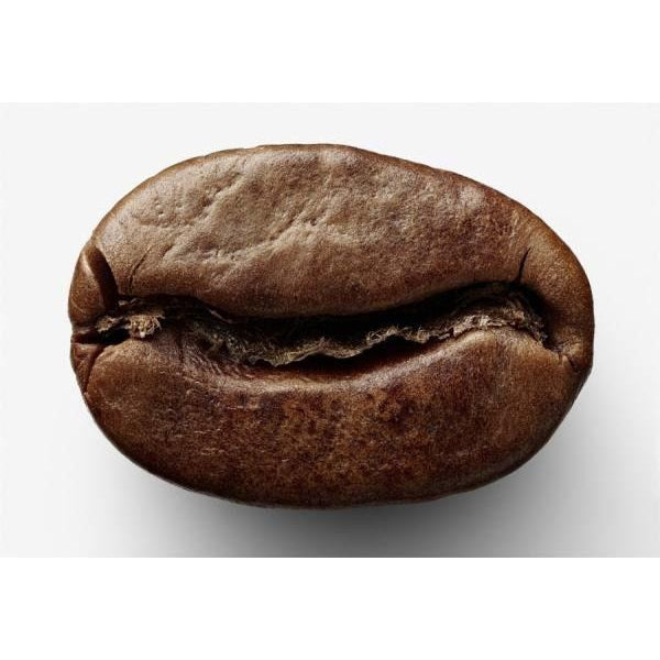 The Life Story of the Coffee Bean - Coffee Hit